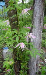 Княжик Rosy O'Grandy - Обильное цветение в мае