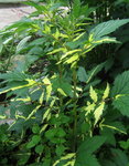 Лабазник вязолистный Variegata - Красивые листья лабазника