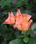 Розы канадские - Morden Sunrise 