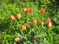 Тюльпаны попугайные - Попугайный Orange Favourite 