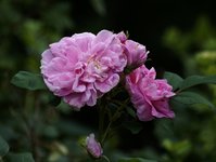 Розы - гибриды Rugosa - Therese Bugnet