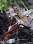 Бузульник гибридный Granito - молодой лист в начале мая