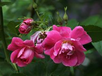 Розы канадские - Wiiliam Baffin