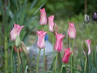 Тюльпаны лилиецветные - Christina Van Kooten