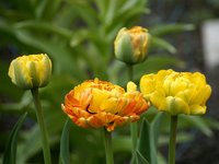 Тюльпаны махровые - "Sunlover"