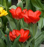 Тюльпаны ботанические - тюльпан Грейга "С днем победы" 