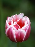 Тюльпаны махровые - "Фэнтези Леди"