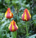 Тюльпаны ботанические - тюльпан Грейга "Kiev" в бутонах