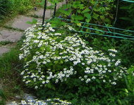 Пиретрум девичий - Цветет с июня до августа