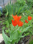 Тюльпаны ботанические - Многоцветковый Praestans Fusilier 