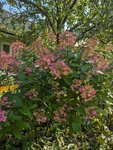 Гортензия метельчатая Wim's Red - солнечный сентябрь добавил красок соцветиям