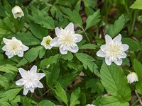 Анемона дубравная - Anemone nemorosa plena