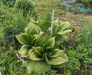 Чемерица черная - конец мая