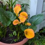 Каллы разные