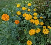 Однолетники другие - бархатцы крупноцветковые
