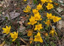 Крокусы весеннецветущие - Crocus Goldilocks