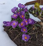 Крокусы весеннецветущие