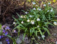 Белоцветник весенний - середина апреля