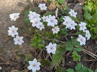 Печеночница благородная - White Forest hybrid