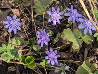 Печеночница благородная - махровый сорт от трансинвальской Elison Spence