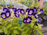 Однолетники другие - Торения - годится только для горшков.