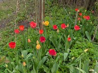 Тюльпаны разные