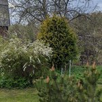 Спирея серая Graciosa - в ландшафте