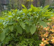 Скополия карниолийская - середина мая