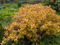 Спирея японская Golden Princess - середина мая