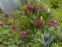 Морозник восточный Дабл Эллен Ред - середина мая