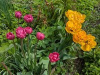 Тюльпаны махровые