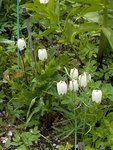 Рябчик шахматный  - Fritillaria meleagris alba