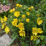 Адонис весенний