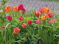 Тюльпаны разные