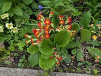 Примулы другие