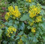 Магония падуболистная