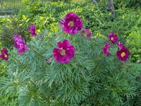 Пионы травянистые - Марьин корень