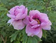 Древовидные пионы - сеянец из Ботанического сада МГУ