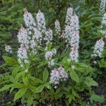 Тиарелла Цигнет - конец мая