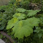 Астильбоидес пластинчатый - шикарные листья!