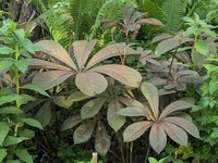 Роджерсия конскокаштанолистная - конец мая