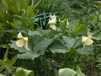 Триллиум прямостоячий