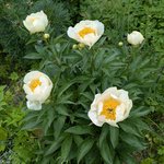 Пионы травянистые - Requiem конец мая