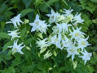 Аквилегия гибридная - низкорослая