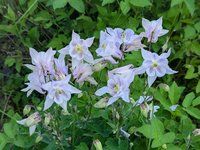 Аквилегия гибридная - низкорослая