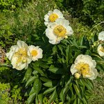 Пионы травянистые - Requiem отцветает