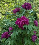 Древовидные пионы - Shimadaijin