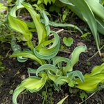 Хоста Ripple Effect