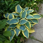 Хоста Sleeping Beauty - июнь