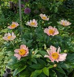 Пионы травянистые - Golden Frolic